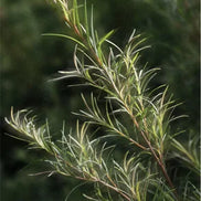 Spotless Care Treatment